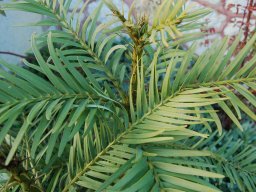 Wollemia nobilis